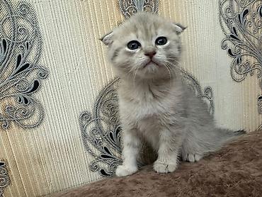 150 ile 800 arasi cins saf qan saqlam pisiklerimiz var sekilde olmayan - şəkil 3