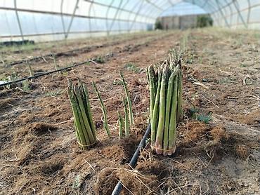 Məhsul: Qulançar Yaşıl #Asparaqus (sparja) – istixanada - şəkil 3