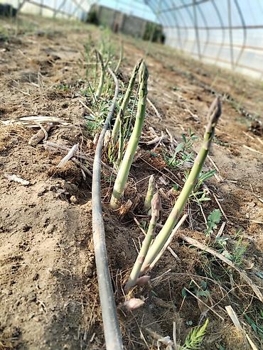 Məhsul: Qulançar Yaşıl #Asparaqus (sparja) – istixanada - şəkil 4