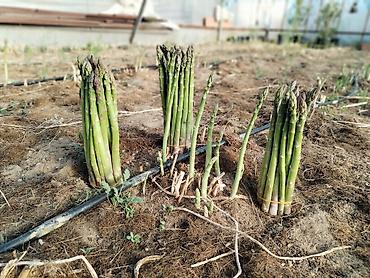 Məhsul: Qulançar Yaşıl #Asparaqus (sparja) – istixanada - şəkil 2