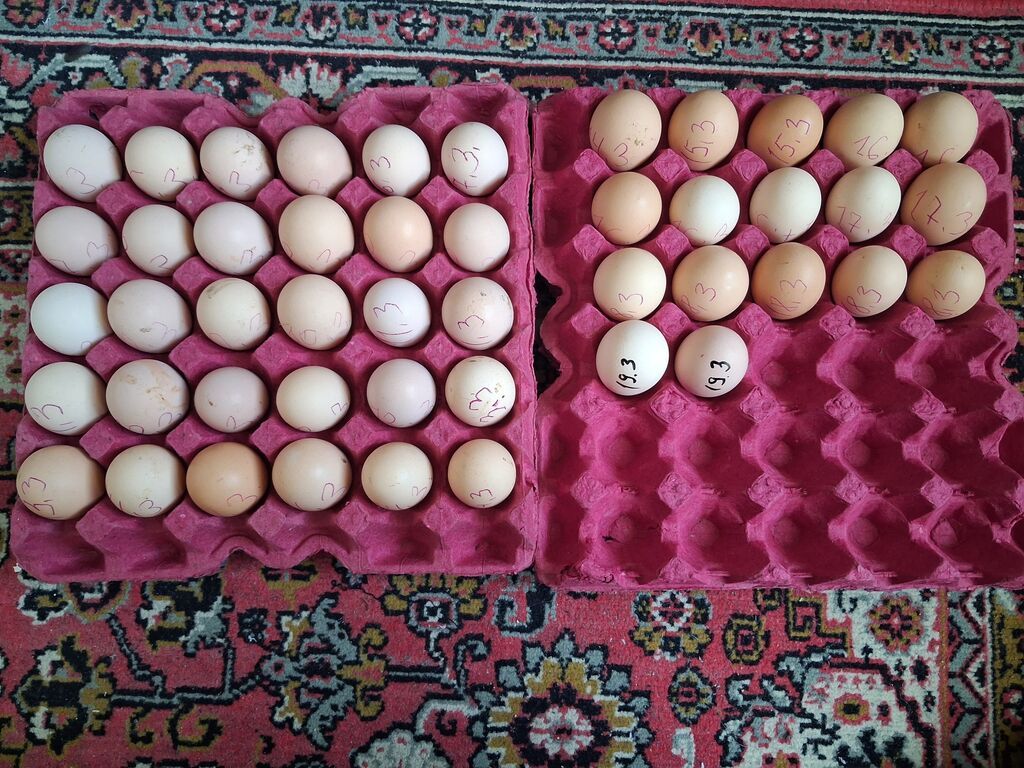 Qara rəngdə cins avstrolop toyuqlardan yumurta satısı - Cins