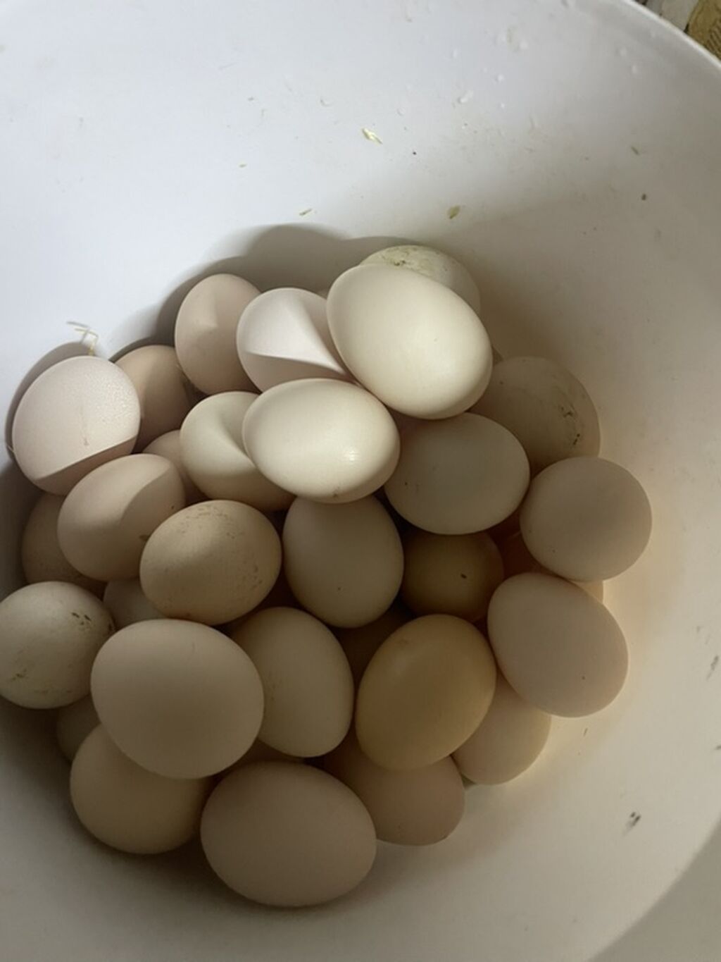 Mayalı Serebristi, Xarkov və Avstralop mayalı toyuq yumurtaları . Hər