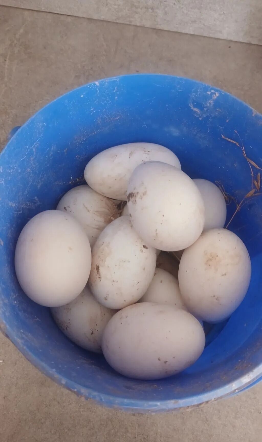 Qaz yumurtaları - Təbii şəraitdə saxlanılan hindquşlardan toplanıb -