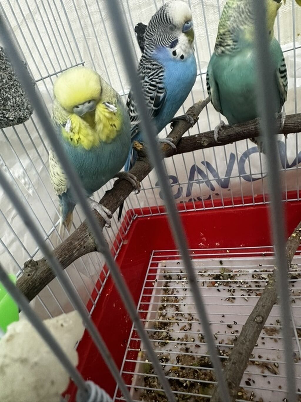 Spemqil sortu rengi mutasiyaya uğrayıb belə rəng tapmaq çətindir