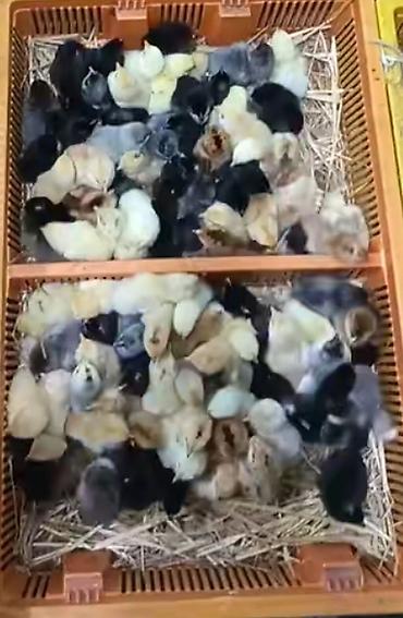 Kənd cücələri bütün rayonlara çatdirma pulsuzdur baxır saya əziz - şəkil 3