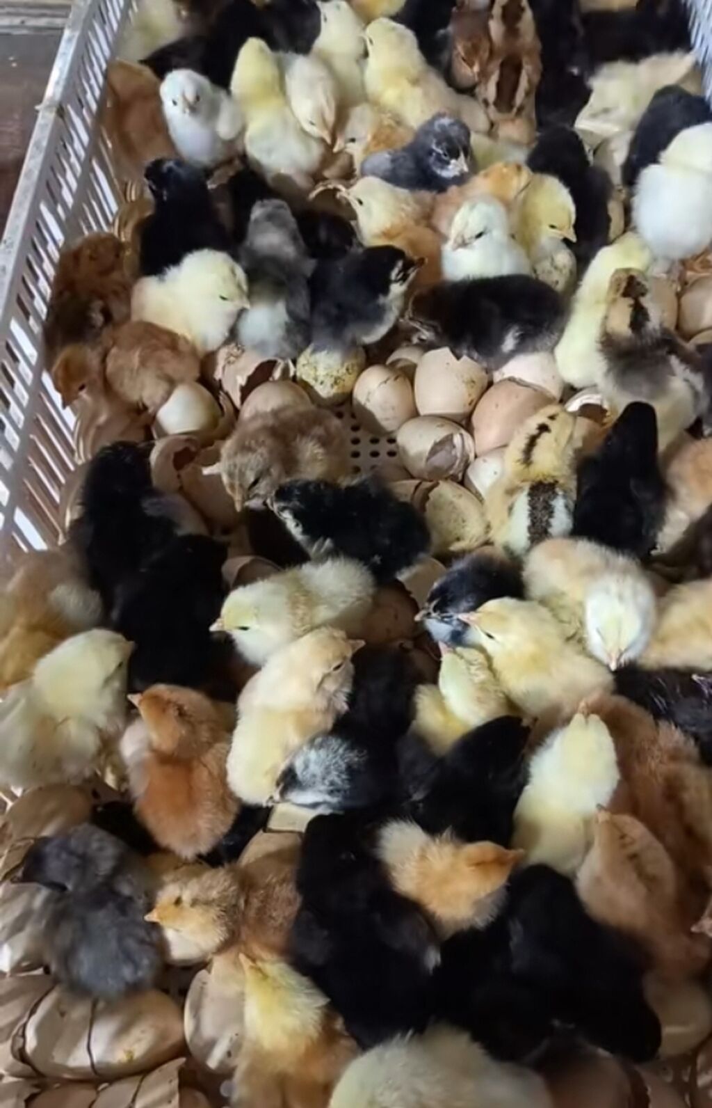 Kənd cücələri bütün rayonlara çatdirma pulsuzdur baxır saya əziz