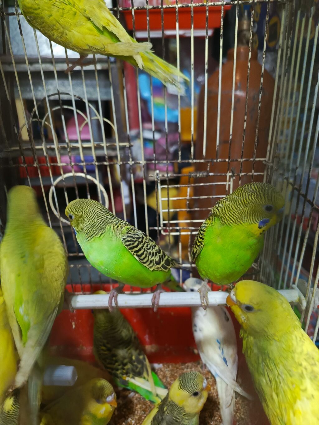 Valnisti papuqay alıram.Mən alıram Topdan satış kimdə Papuqay varsa