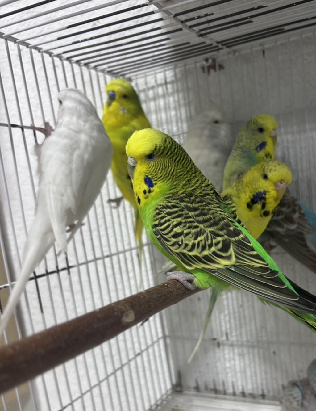 Salam. Çex Papuqaylar satılır,içlərində hazır cütdə var