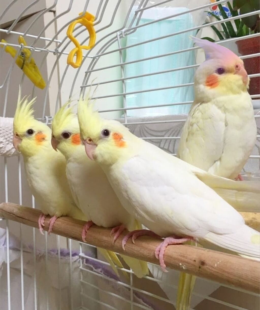 🦜 Salam! Hazır əl quşlarımız mövcuddur 🗣️ Danışdirmaq üçün Sultan