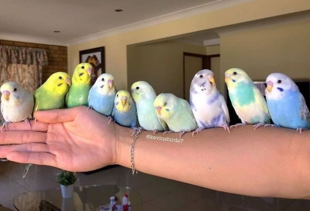 🦜 SUPER PAPUQAY DƏSTİ 🦜cemi 45 azn ✨ Hamısı bir yerdə – ideal