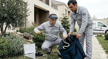 Peşəkar ilan və zərərverici nəzarəti xidməti - Təhlükəsiz ilan tutma - şəkil 2