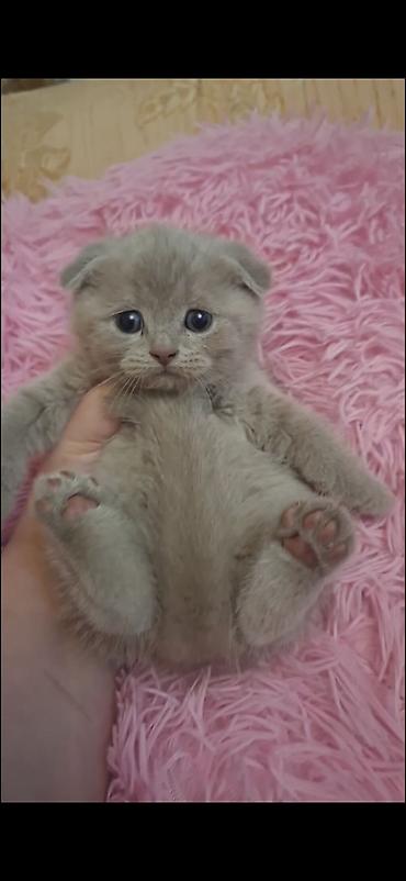 Şotland yastı qulaq, Dişi - şəkil 2