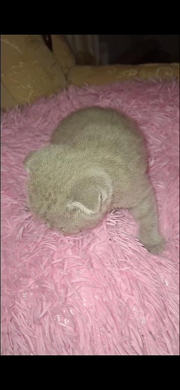 Şotland yastı qulaq, Dişi - şəkil 3