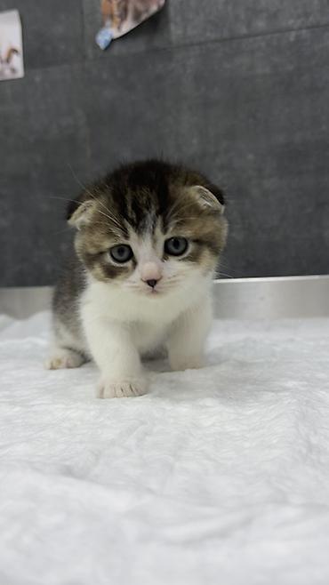 Şotland, Pulsuz çatdırılma - şəkil 3