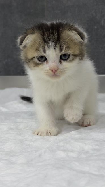 Şotland, Pulsuz çatdırılma - şəkil 2