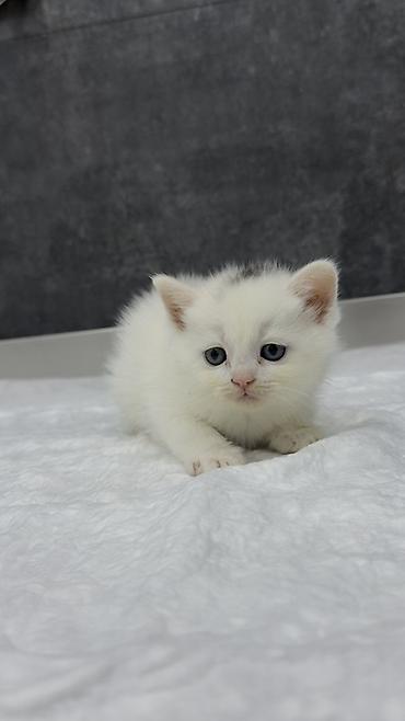 Şotland, Pulsuz çatdırılma - şəkil 4