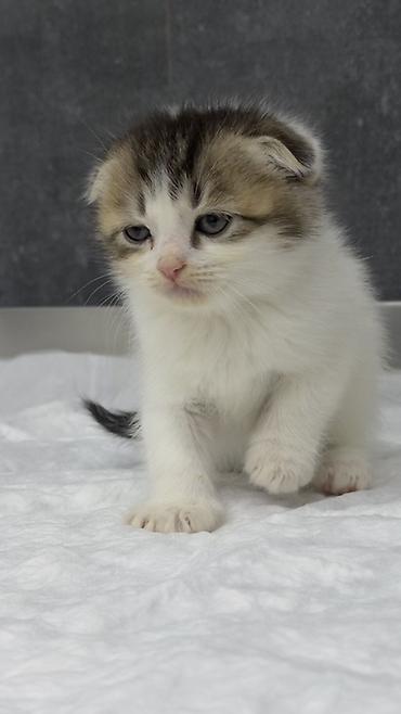 Şotland, Pulsuz çatdırılma - şəkil 5