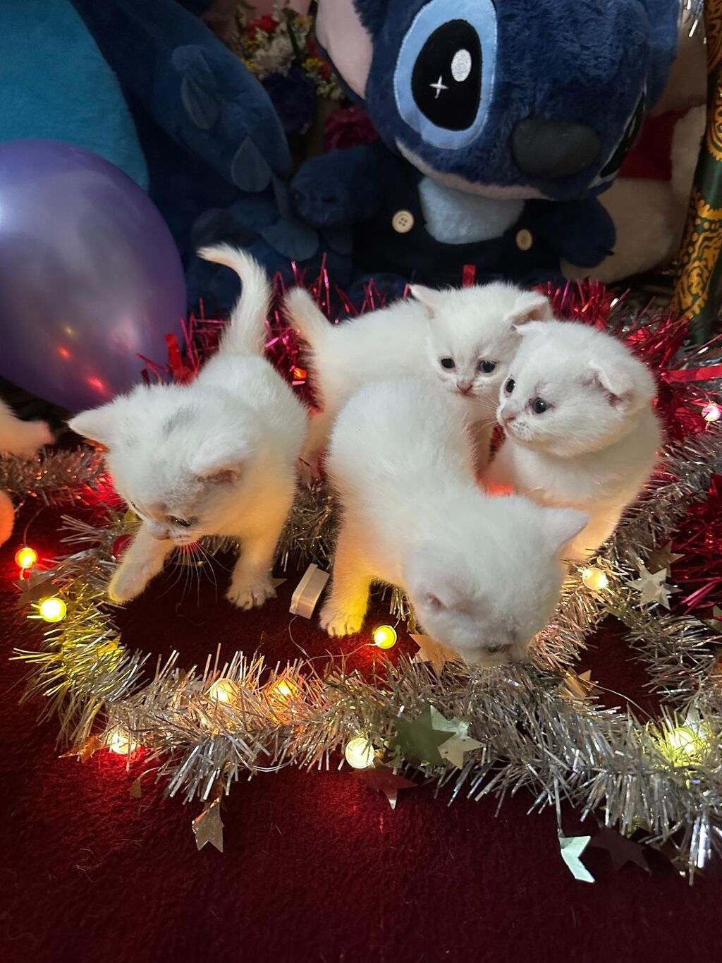 Britan yastı qulaq, Erkək, Dişi, Yaxşı əllərə, Ünvandan götürmə, Pulsuz çatdırılma, Ödənişli çatdırılma