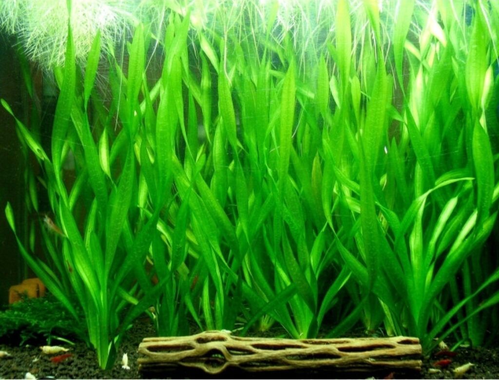 Akvarium üçün bu bitkilərdən alıram kimdə varsa əlaqə saxlasın