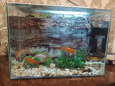 Akvarium balıqları aksesuarlar yem tor filter - şəkil 5