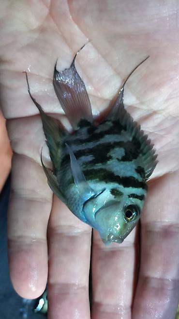 Sülhsevər, Ünvandan götürmə, Ödənişli çatdırılma - şəkil 3