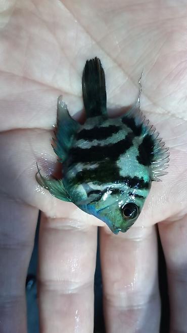 Sülhsevər, Ünvandan götürmə, Ödənişli çatdırılma - şəkil 4