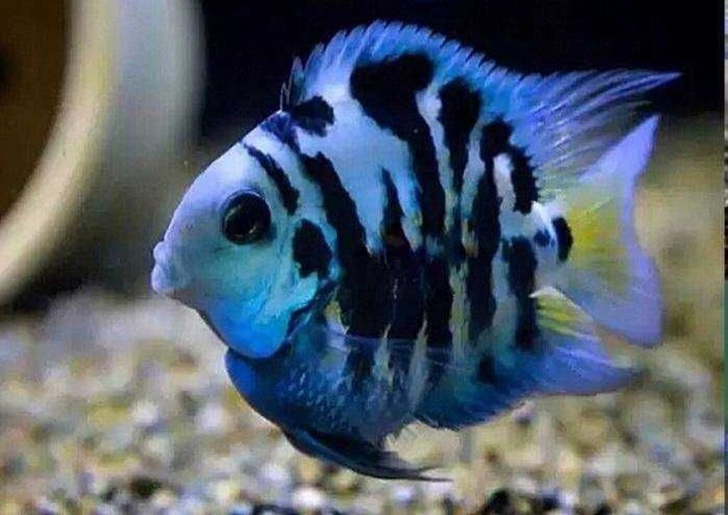 Sülhsevər, Ünvandan götürmə, Ödənişli çatdırılma