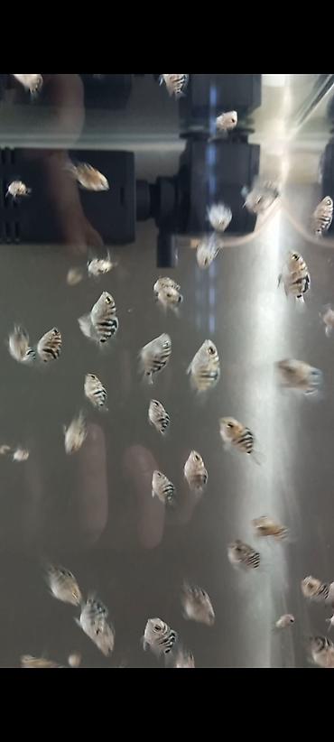 Sülhsevər, Ünvandan götürmə, Ödənişli çatdırılma - şəkil 5