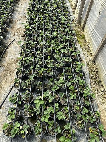 Çiyələk ştilləri satılır. Viktoriya sortudur. Qiyməti 1.50 azn Ünvan - şəkil 5