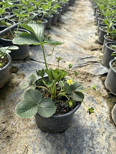 Çiyələk ştilləri satılır. Viktoriya sortudur. Qiyməti 1.50 azn Ünvan - şəkil 2