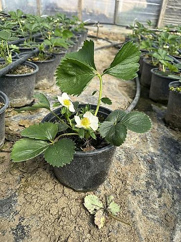 Çiyələk ştilləri satılır. Viktoriya sortudur. Qiyməti 1.50 azn Ünvan - şəkil 3