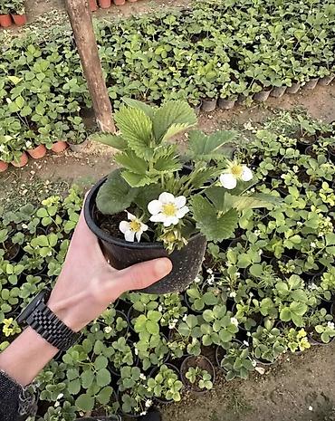 Çiyələk ştilləri satılır. Viktoriya sortudur. Qiyməti 1.50 azn Ünvan - şəkil 4