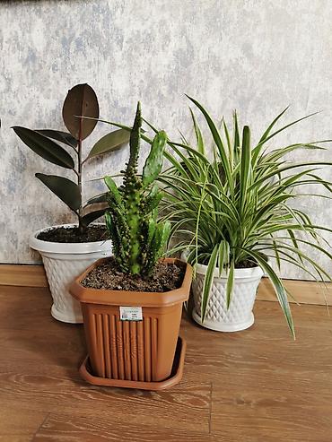 Ofis bitkiləri - xlorofitium + fikus + consolea kaktusu. Hər birinin - şəkil 3