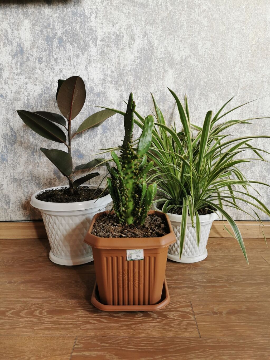 Ofis bitkiləri - xlorofitium + fikus + consolea kaktusu. Hər birinin