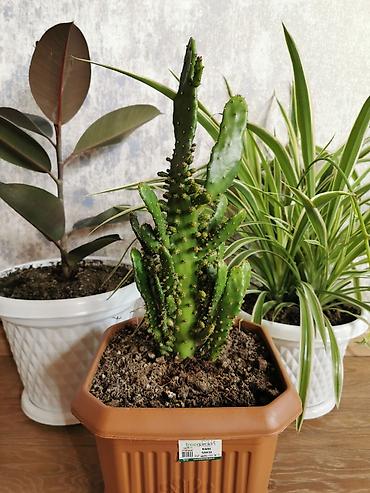 Ofis bitkiləri - xlorofitium + fikus + consolea kaktusu. Hər birinin - şəkil 4