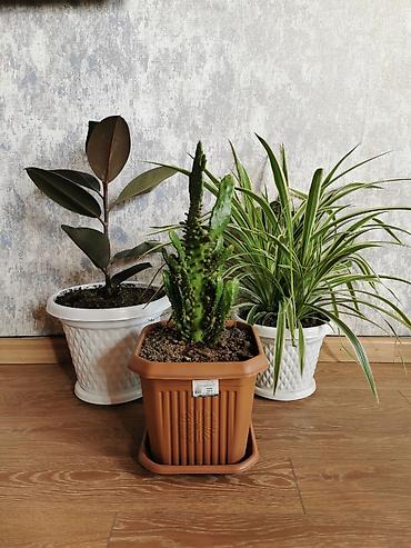 Ofis bitkiləri - xlorofitium + fikus + consolea kaktusu. Hər birinin - şəkil 2