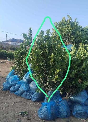 Dibçək Ağ rəngli #dibcək #dibcek #кашпо #цветочницы dekorativ ağacdan - şəkil 5