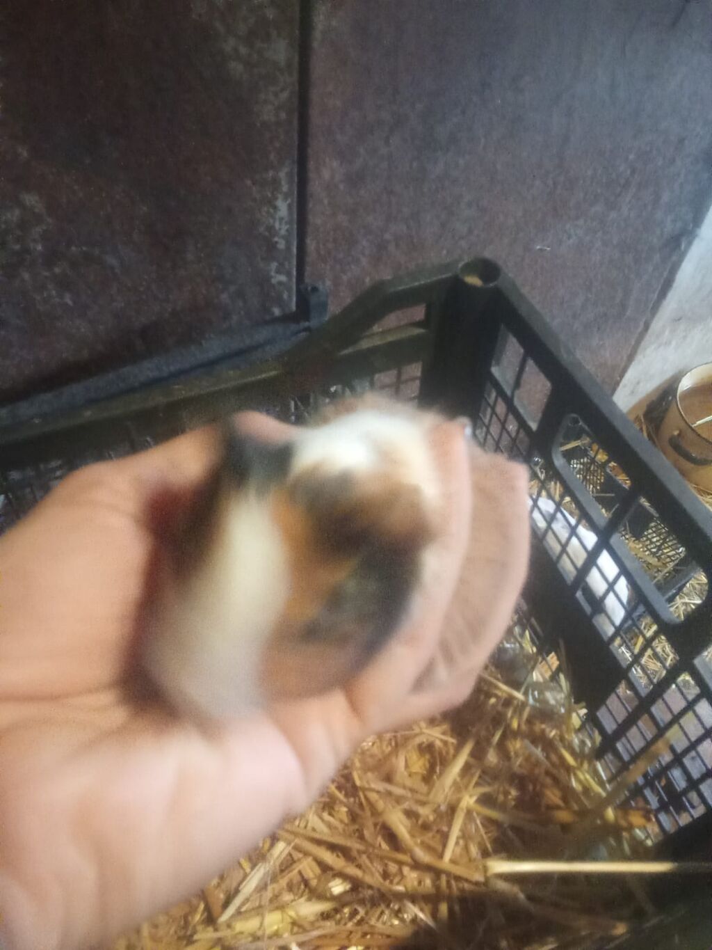 3sade 15man 1ri3tuku ters razetka sort bala 20man 1ri satilir real