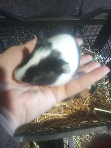 3sade 15man 1ri3tuku ters razetka sort bala 20man 1ri satilir real - şəkil 4