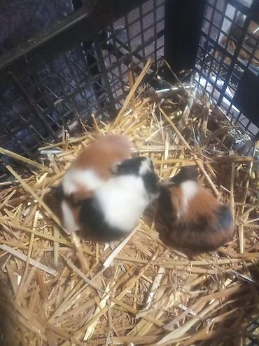 3sade 15man 1ri3tuku ters razetka sort bala 20man 1ri satilir real - şəkil 3