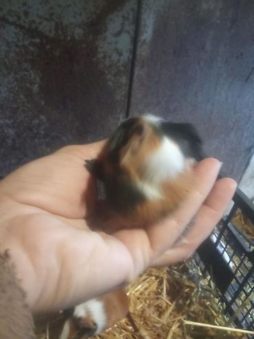 3sade 15man 1ri3tuku ters razetka sort bala 20man 1ri satilir real - şəkil 5