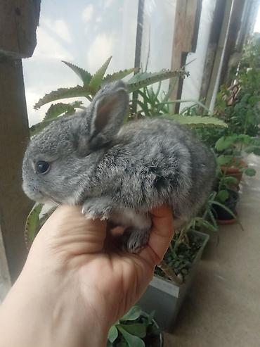 Dovsanlar 5man balaca .boyukler 7.10.12man ve svinkalar15 man kim - şəkil 3