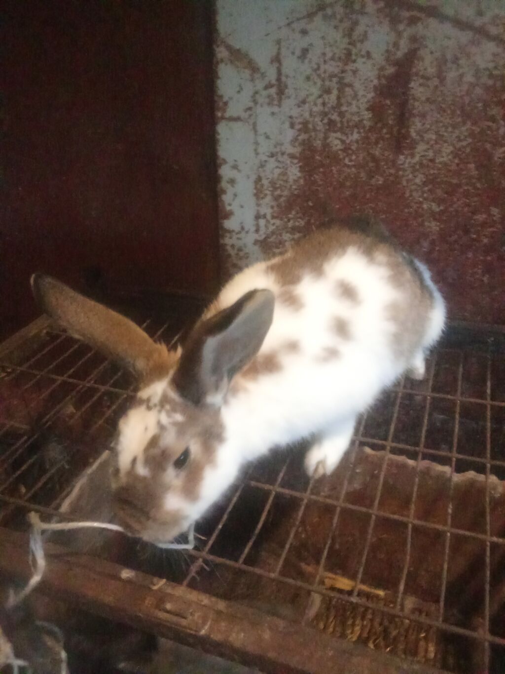 Dovsanlar 5man balaca .boyukler 7.10.12man ve svinkalar15 man kim