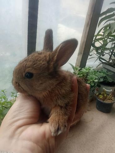 Dovsanlar 5man balaca .boyukler 7.10.12man ve svinkalar15 man kim - şəkil 5