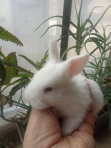 Dovsanlar 5man balaca .boyukler 7.10.12man ve svinkalar15 man kim - şəkil 4