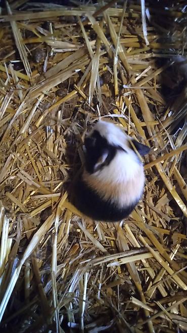 4bala var 1erkek 3disi real alici yazsin ünvan kürdaxani metroya - şəkil 5