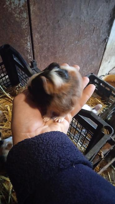 4bala var 1erkek 3disi real alici yazsin ünvan kürdaxani metroya - şəkil 3