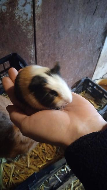 4bala var 1erkek 3disi real alici yazsin ünvan kürdaxani metroya - şəkil 4