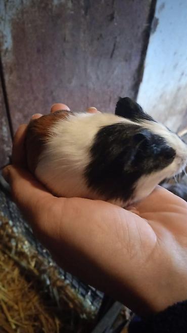 4bala var 1erkek 3disi real alici yazsin ünvan kürdaxani metroya - şəkil 2