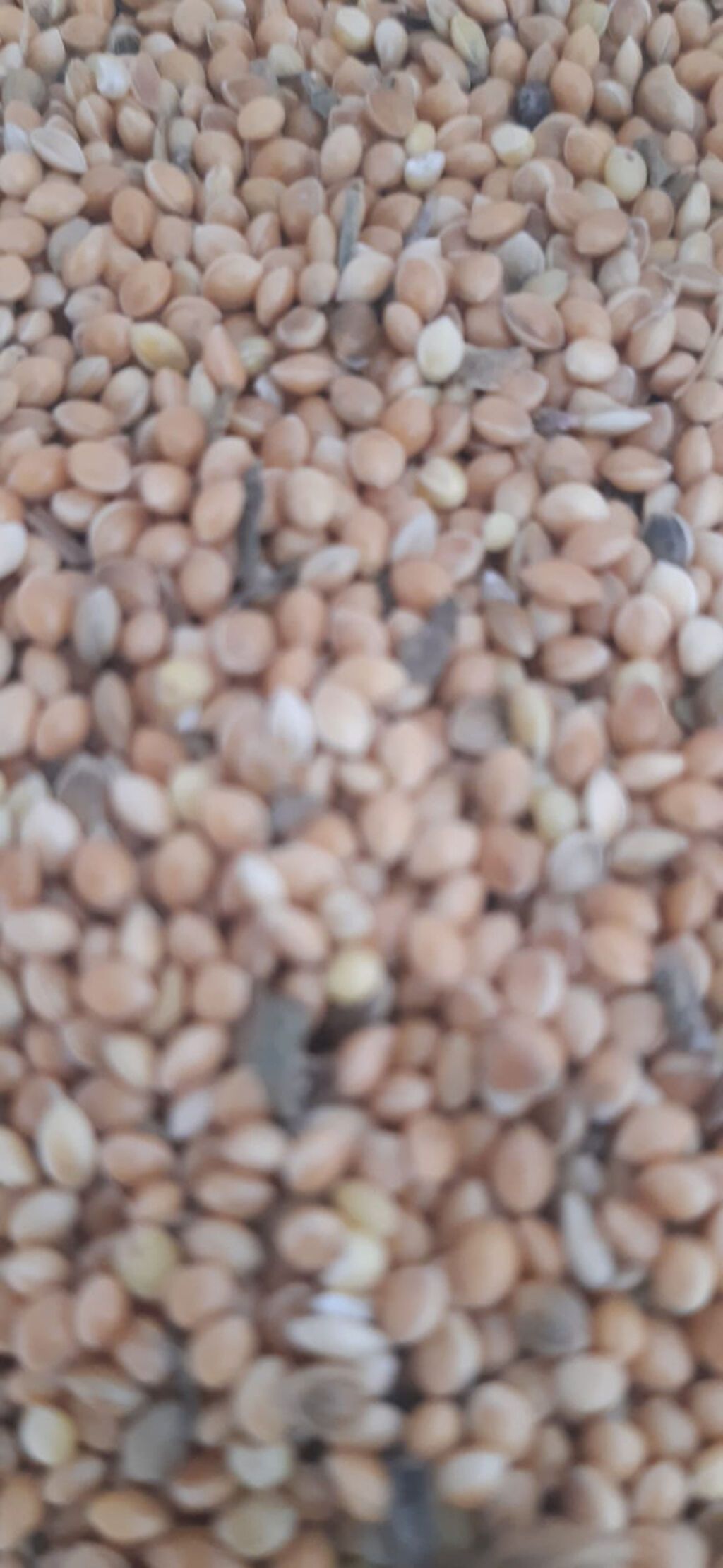 Toxumlux Ağ dari 5 ton var